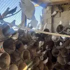 حمام هندي وبكستاني وبلدي