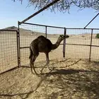 3قعدان وبكره للبيع