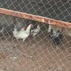 6ديكه مهجنه للبيع