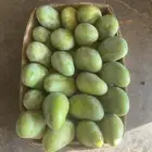 مانجو جازان من المزرعة لباب بيتك