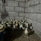 للبيع صوص دجاج بلدي