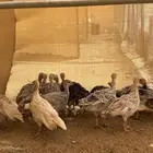 صيصان دجاج رومي