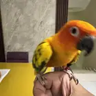 صن كنيور صبغه وأليف جدا وهد د نشبه