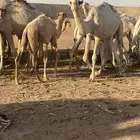 بكره شعلا