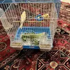 طيور كناري اعمارهن ثلاث شهور