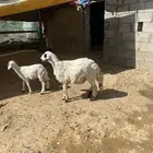 خروف جذع فل شحم