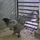 للبيع دجاج براهما أمريكي