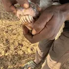 نعاج ثنتين مولدات