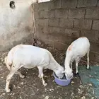 اذكروا الله وصلوا ع النبي