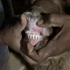 فحل نعيمي شرط