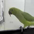 ببغاء درة