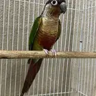 كنيور يلو سايد رد فاكتر صبغه قويه