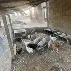 دجاج بياض للبيع