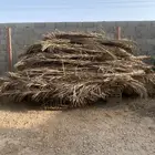 جريد نخل
