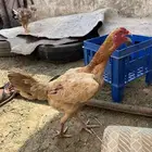 دجاج بكستاني