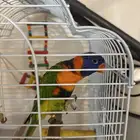 ببغاء اللوري
