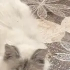 قطه غير شكل حبيبه ومؤدبه ومتربية صح شعر كثيف