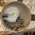 حمام حب رمان