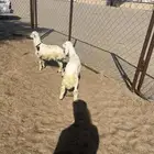 خروفين سمان