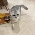 قطين ذكر وأنثى للتبني