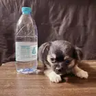 Chihuahua mix Pug Puppies