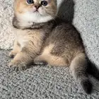 قطط سكوتش تربل فولد وبرتش للحجز