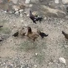 دجاج للبيع