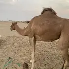 جدة