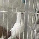 حمام اوزبكي زوج وهلمت فريد للبيع