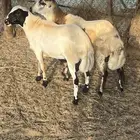 خرفان للبيع