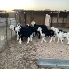 بهم نجد وجفار من المراح