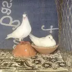 جوز صنعاني