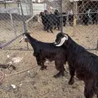 اتيوس جذعان مخاصي