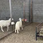 خروف سته اشهور يزيد ينقص فل الفل ظهر وجنب وطرف