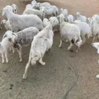 مراح حريات