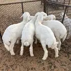 خرفان. العدد5. التواصل