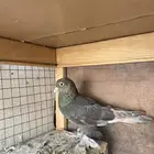 حمام زينه للبيع