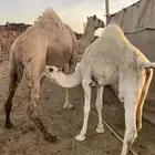 عشرا