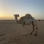 ناقه وضحا كفو للبيع