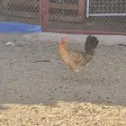 دجاج نظيف للبيع