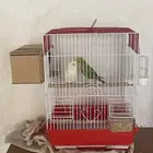 طيور للبيع