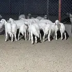 الصبيخة