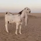 تيس هولندي معرف تعريف قوي