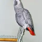 كاسكو متكلم كابتن كلام سوبر جامبو أليف