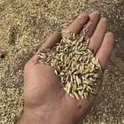 بذر شعير وطني من انتاج المزرعة