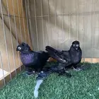 مجموعة حمام زينه للبيع