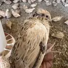 يوجد امهات سمان مشروع كامل للبيع