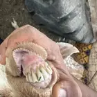 عنز تحتها جفره