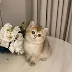 قطط للبيع سكوتش