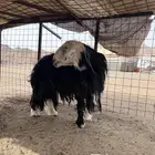 فحل نجدي صنف